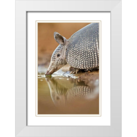 Texas Nine-banded armadillo drinking White Modern Wood Framed Art Print with Double Matting by Lord, Fred