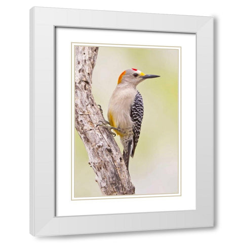 TX, Mission Golden-fronted woodpecker on branch White Modern Wood Framed Art Print with Double Matting by Lord, Fred