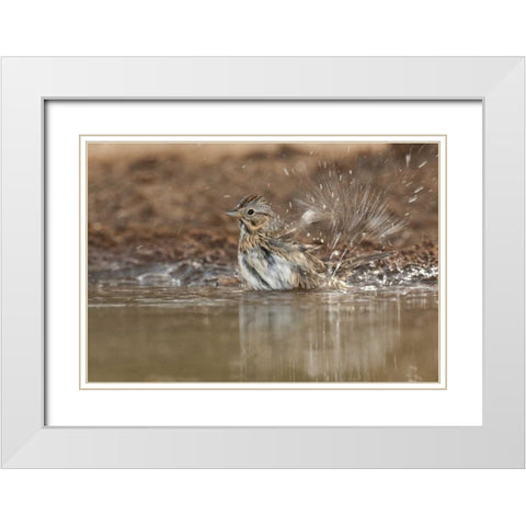 Texas Lincolns sparrow bathing in a waterhole White Modern Wood Framed Art Print with Double Matting by Welling, Dave