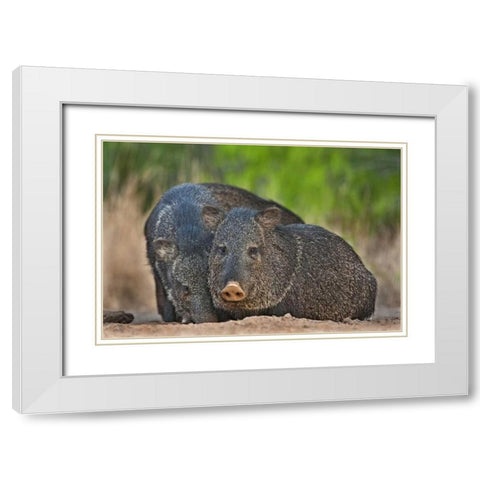 Texas, Santa Clara Ranch Two wild javelinas White Modern Wood Framed Art Print with Double Matting by Welling, Dave