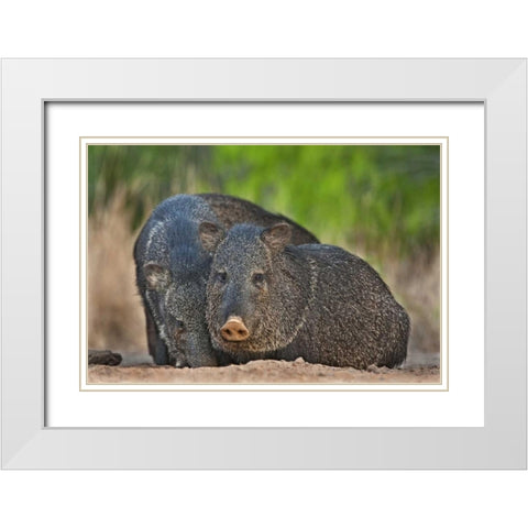 Texas, Santa Clara Ranch Two wild javelinas White Modern Wood Framed Art Print with Double Matting by Welling, Dave