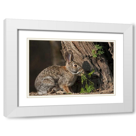 Texas Desert cottontail rabbit eating plant White Modern Wood Framed Art Print with Double Matting by Welling, Dave