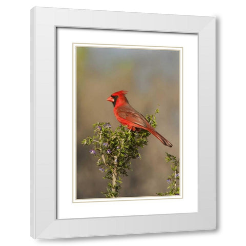 Texas Male northern cardinal atop tree limb White Modern Wood Framed Art Print with Double Matting by Welling, Dave