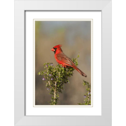 Texas Male northern cardinal atop tree limb White Modern Wood Framed Art Print with Double Matting by Welling, Dave