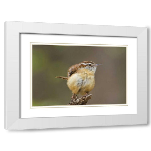 TX Carolina wren ruffles its feathers White Modern Wood Framed Art Print with Double Matting by Welling, Dave
