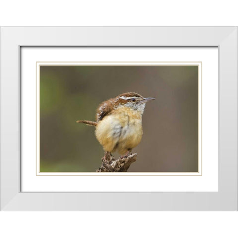 TX Carolina wren ruffles its feathers White Modern Wood Framed Art Print with Double Matting by Welling, Dave