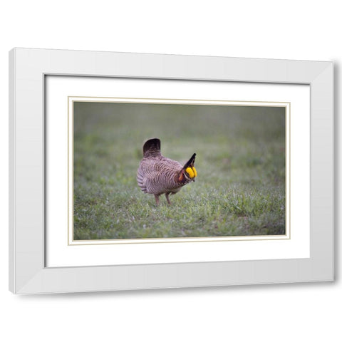 TX, Panhandle, Male lesser prairie chicken struts White Modern Wood Framed Art Print with Double Matting by Welling, Dave