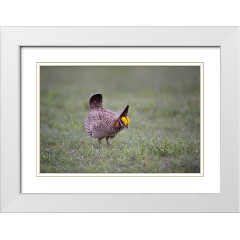 TX, Panhandle, Male lesser prairie chicken struts White Modern Wood Framed Art Print with Double Matting by Welling, Dave