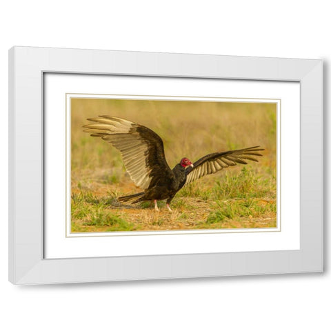 Texas, Hidalgo County Turkey vulture on ground White Modern Wood Framed Art Print with Double Matting by Illg, Cathy and Gordon