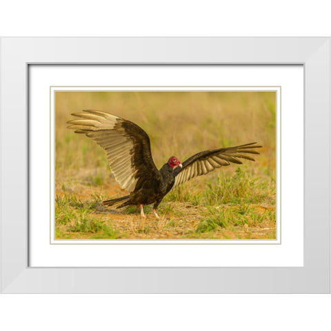 Texas, Hidalgo County Turkey vulture on ground White Modern Wood Framed Art Print with Double Matting by Illg, Cathy and Gordon
