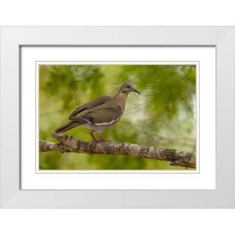 Texas, Hidalgo County White-winged dove on limb White Modern Wood Framed Art Print with Double Matting by Illg, Cathy and Gordon