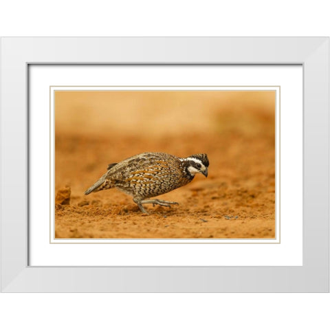 Texas, Hidalgo Co Male bobwhite scratching dirt White Modern Wood Framed Art Print with Double Matting by Illg, Cathy and Gordon
