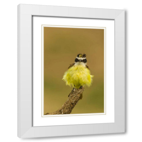TX, Hidalgo Co, Fluffy kiskadee on stump White Modern Wood Framed Art Print with Double Matting by Illg, Cathy and Gordon