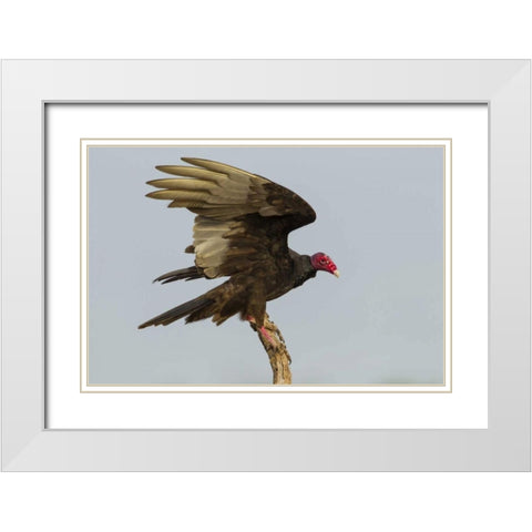 Texas, Hidalgo County Turkey vulture on stump White Modern Wood Framed Art Print with Double Matting by Illg, Cathy and Gordon