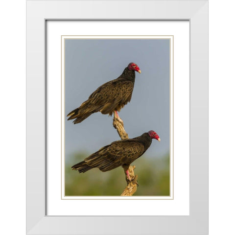 Texas, Hidalgo Co Turkey vulture pair on stump White Modern Wood Framed Art Print with Double Matting by Illg, Cathy and Gordon