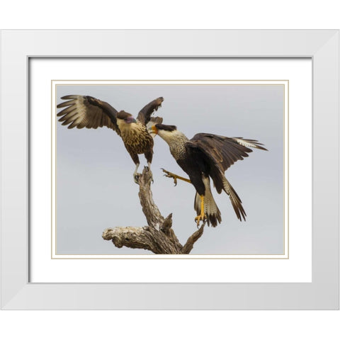 TX, Hidalgo Co, Crested caracaras fighting White Modern Wood Framed Art Print with Double Matting by Illg, Cathy and Gordon