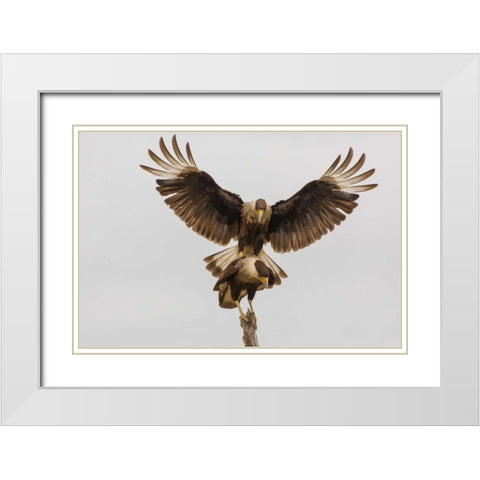 Texas, Hidalgo County Crested caracara pair White Modern Wood Framed Art Print with Double Matting by Illg, Cathy and Gordon