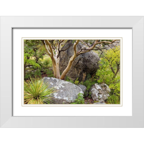 TX, Guadalupe Mts NP Texas madrona tree White Modern Wood Framed Art Print with Double Matting by Paulson, Don