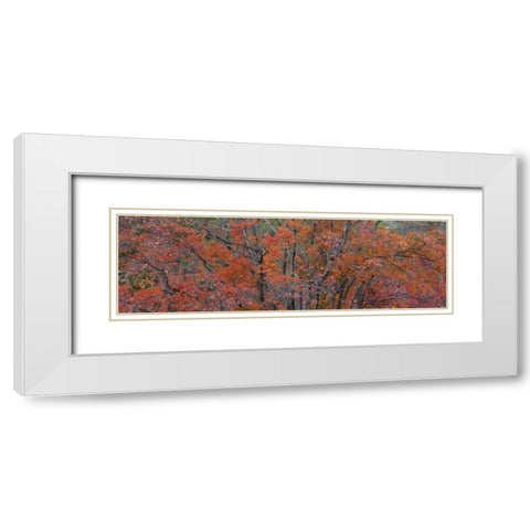 Texas, Guadalupe Mts NP Bigtooth maple trees White Modern Wood Framed Art Print with Double Matting by Paulson, Don