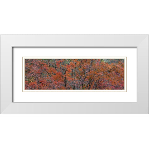 Texas, Guadalupe Mts NP Bigtooth maple trees White Modern Wood Framed Art Print with Double Matting by Paulson, Don