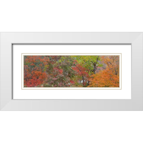 Texas, Guadalupe Mts NP Bigtooth maple trees White Modern Wood Framed Art Print with Double Matting by Paulson, Don