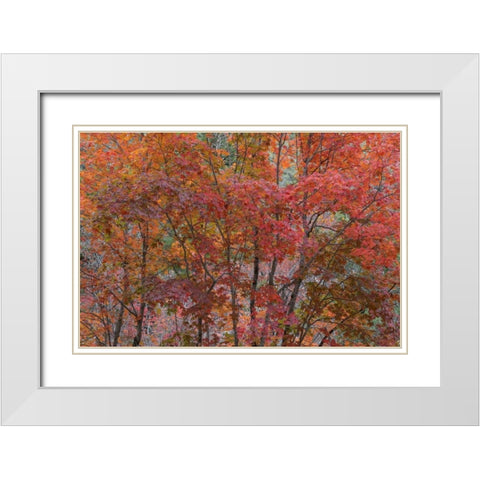 Texas, Guadalupe Mtains NP Bigtooth maple trees White Modern Wood Framed Art Print with Double Matting by Paulson, Don