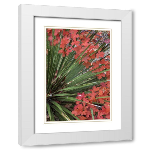 TX, Guadalupe Mts NP Bigtooth maple and sotol White Modern Wood Framed Art Print with Double Matting by Paulson, Don