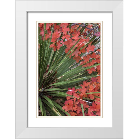 TX, Guadalupe Mts NP Bigtooth maple and sotol White Modern Wood Framed Art Print with Double Matting by Paulson, Don