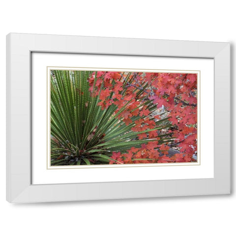 TX, Guadalupe Mts NP Bigtooth maple and sotol White Modern Wood Framed Art Print with Double Matting by Paulson, Don