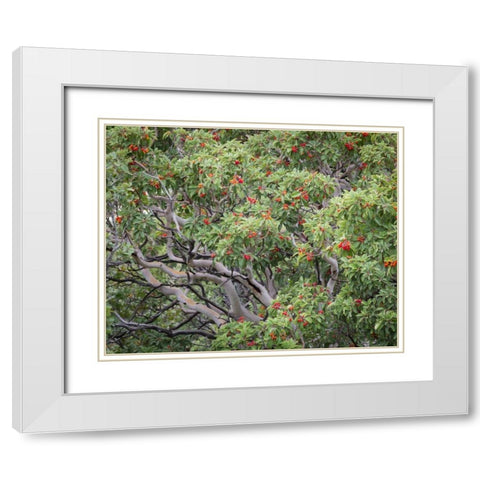 TX, Guadalupe Mts NP Texas madrona with berries White Modern Wood Framed Art Print with Double Matting by Paulson, Don