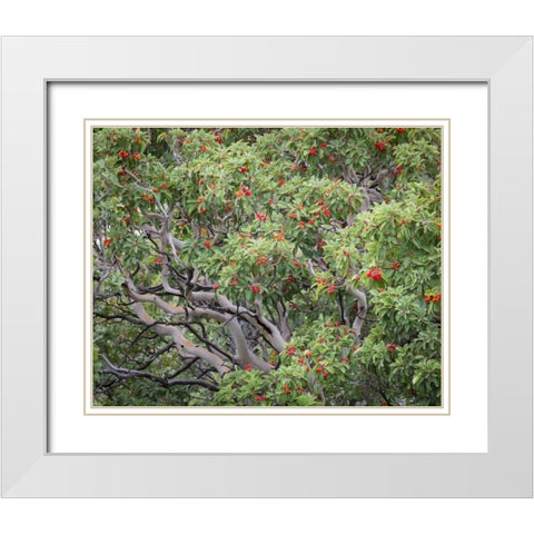 TX, Guadalupe Mts NP Texas madrona with berries White Modern Wood Framed Art Print with Double Matting by Paulson, Don