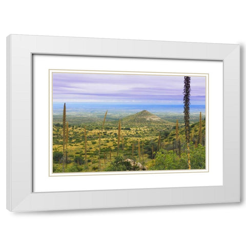 TX, Guadalupe Mountains NP Mountain Landscape White Modern Wood Framed Art Print with Double Matting by Paulson, Don