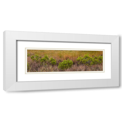 TX, Guadalupe Mountains NP Bushes and grasses White Modern Wood Framed Art Print with Double Matting by Paulson, Don