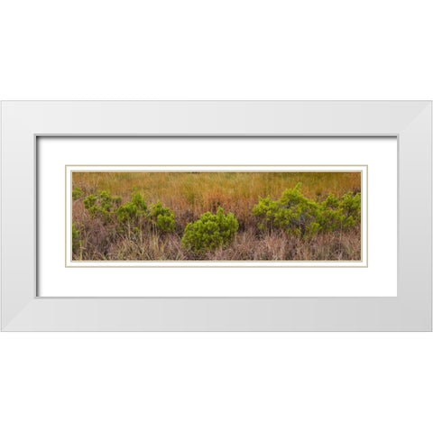 TX, Guadalupe Mountains NP Bushes and grasses White Modern Wood Framed Art Print with Double Matting by Paulson, Don