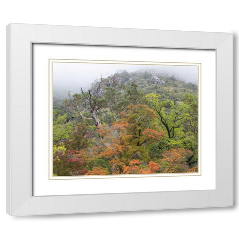 TX, Guadalupe Mountains NP McKittrick Canyon White Modern Wood Framed Art Print with Double Matting by Paulson, Don