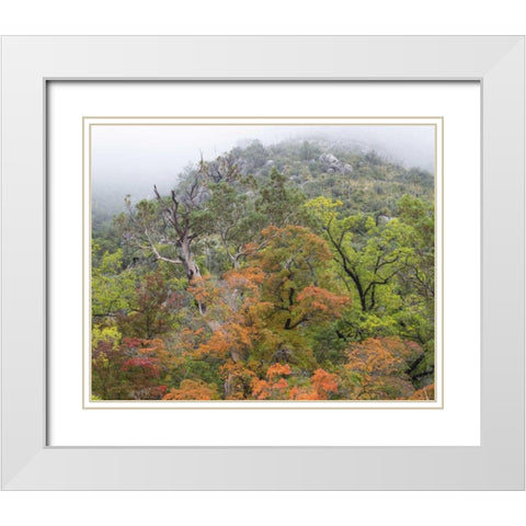 TX, Guadalupe Mountains NP McKittrick Canyon White Modern Wood Framed Art Print with Double Matting by Paulson, Don