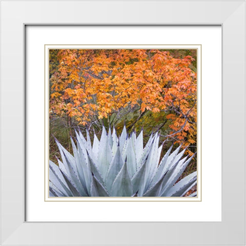 Texas, Guadalupe Mountains NP McKittrick Canyon White Modern Wood Framed Art Print with Double Matting by Paulson, Don