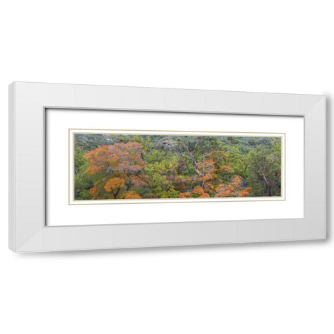 TX, Guadalupe Mts NP Scenic of McKittrick Canyon White Modern Wood Framed Art Print with Double Matting by Paulson, Don