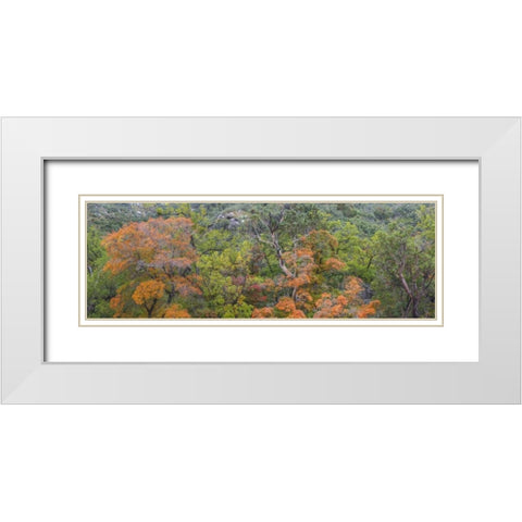 TX, Guadalupe Mts NP Scenic of McKittrick Canyon White Modern Wood Framed Art Print with Double Matting by Paulson, Don