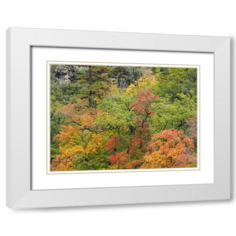 Texas, Guadalupe Mountains NP McKittrick Canyon White Modern Wood Framed Art Print with Double Matting by Paulson, Don
