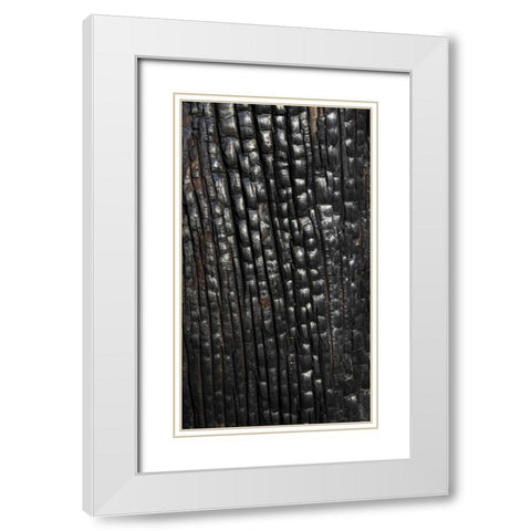 Texas, Guadalupe Mountains NP Burnt tree trunk White Modern Wood Framed Art Print with Double Matting by Paulson, Don