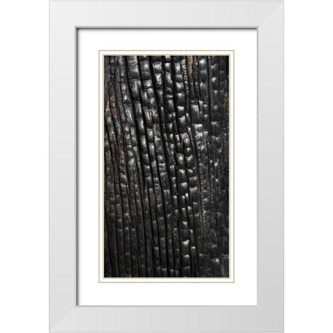 Texas, Guadalupe Mountains NP Burnt tree trunk White Modern Wood Framed Art Print with Double Matting by Paulson, Don
