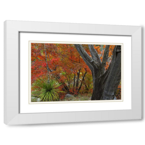 TX, Guadalupe Mts NP Bigtooth maple and juniper White Modern Wood Framed Art Print with Double Matting by Paulson, Don