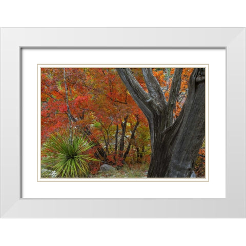 TX, Guadalupe Mts NP Bigtooth maple and juniper White Modern Wood Framed Art Print with Double Matting by Paulson, Don