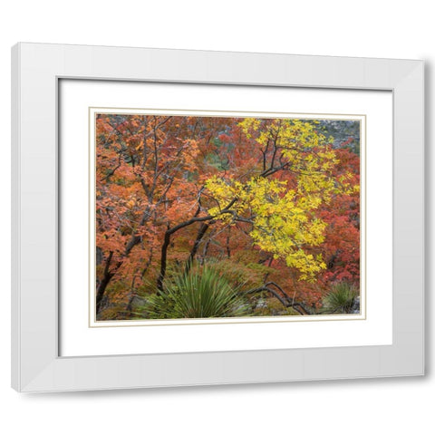 TX, Guadalupe Mts NP Bigtooth maples in fall White Modern Wood Framed Art Print with Double Matting by Paulson, Don