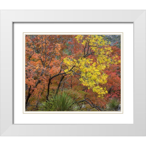 TX, Guadalupe Mts NP Bigtooth maples in fall White Modern Wood Framed Art Print with Double Matting by Paulson, Don