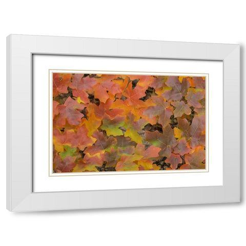 TX, Guadalupe Mts NP Bigtooth maple in autumn White Modern Wood Framed Art Print with Double Matting by Paulson, Don