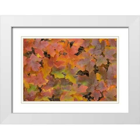 TX, Guadalupe Mts NP Bigtooth maple in autumn White Modern Wood Framed Art Print with Double Matting by Paulson, Don
