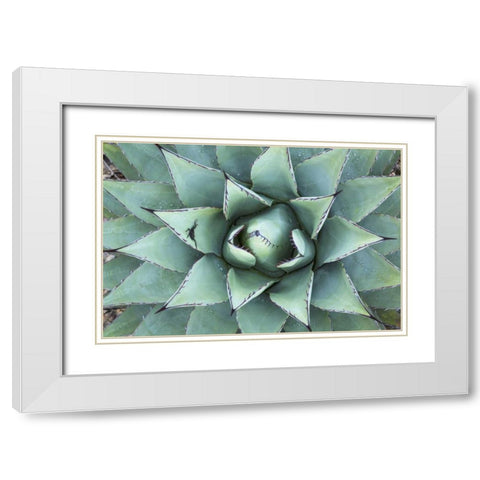 Texas, Guadalupe Mountain New Mexico agave plant White Modern Wood Framed Art Print with Double Matting by Paulson, Don