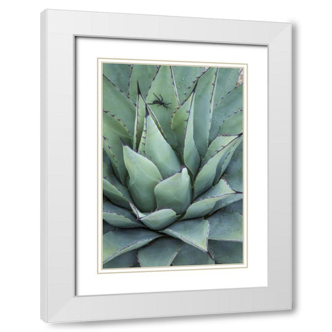 Texas, Guadalupe Mountain New Mexico agave plant White Modern Wood Framed Art Print with Double Matting by Paulson, Don